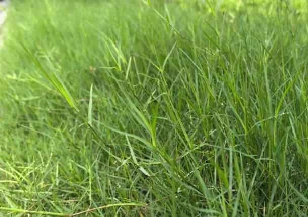 Bermuda Grass: A Hardy, Versatile Turf for Gardens and Landscapes
