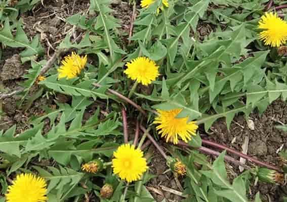 Dandelion Grass: A Resilient Wildflower with Many Uses
