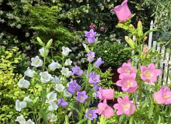 Wind Chime Grass Flower: A Delicate, Whimsical Addition to Western Gardens