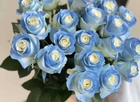 Broken Ice Blue Rose: A Romantic, Rare Bloom for W