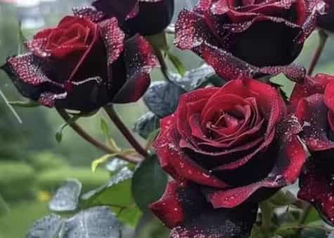 Black Buck Rose: A Striking, Elegant Bloom for Wes