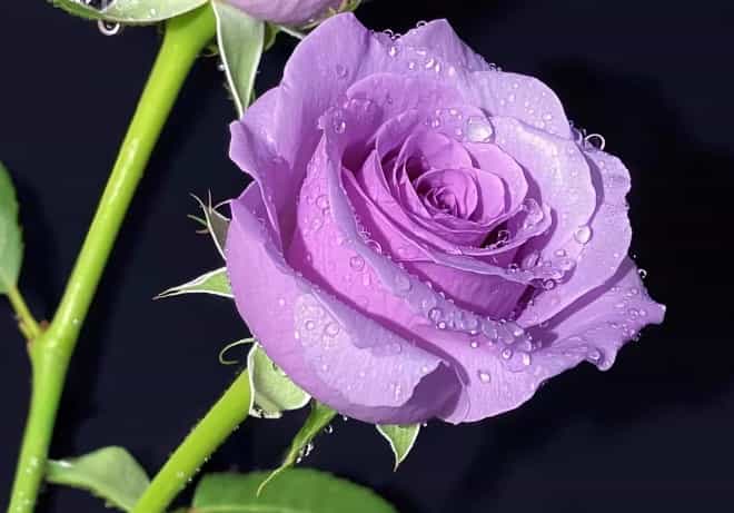 Purple Fairy Rose: A Charming, Enchanting Bloom fo