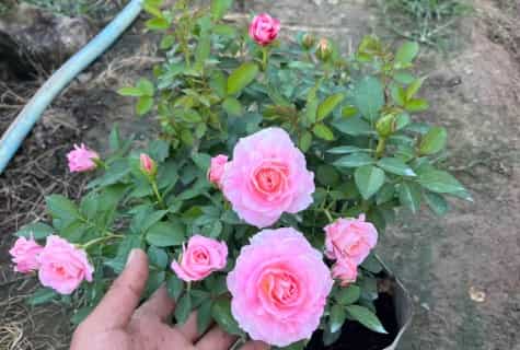 Sea God King Rose Flower: A Regal Addition to West