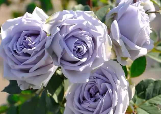 Blue Dress Rose Flower: A Elegant, Captivating Blo