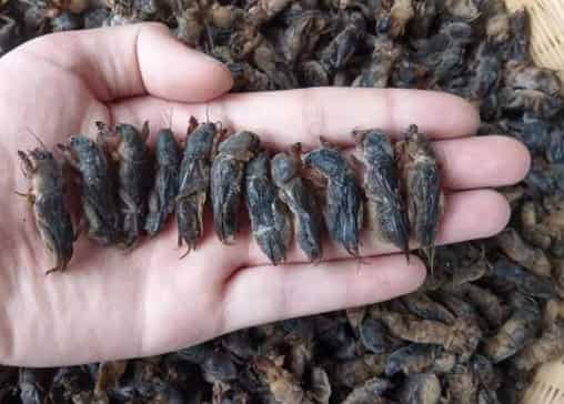 Fried Mole Cricket Delicacy: A Bold, Sustainable E