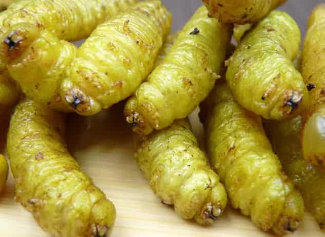 Fried Soybean Worm Cuisine: A Sustainable and Delicious Trend