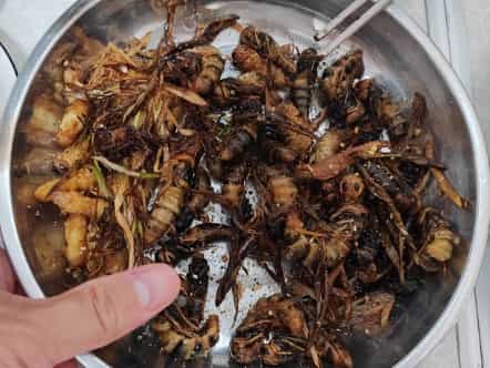 Honeybee Larva Delicacy: A Nutritious, Sustainable Culinary Trend in Western Food