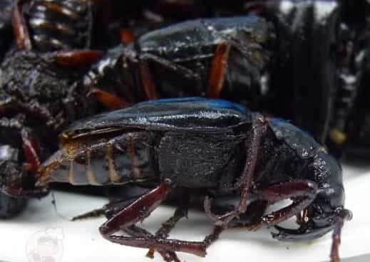 Fried Mountain Water Beef Insect Cuisine: A Sustainable, Flavorful Exotic Trend