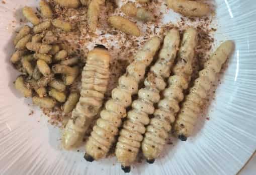 Fried Wood Worm Cuisine: A Crispy, Nutritious Exotic Delicacy