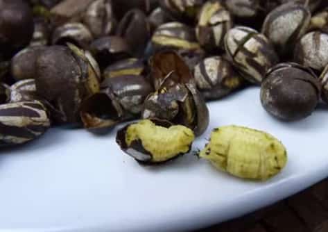 Fried Spicy Worm Cuisine: A Bold and Flavorful Exo