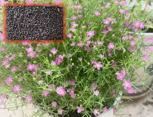 Starry Sky Flower Seeds: Your Backyard Little Galaxy