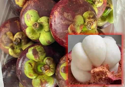 Mangosteen Fruit: The Funny Queen of Tropical Frui