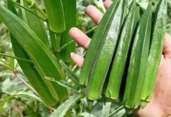 Okra Vegetable: The Slimy Silly Star of the Garden