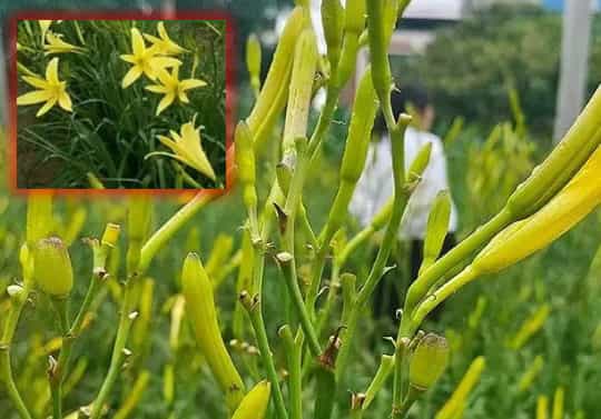 Daylily Vegetable: The Cheerful Multi-Talent Garde
