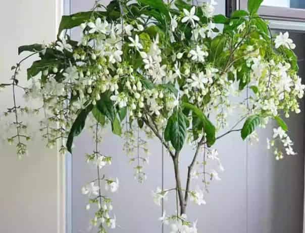 Jasmine: The Fragrant Little Party Guest of the Ga
